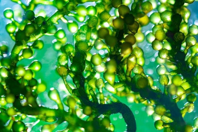 Hacia un sector de las algas en la UE sólido y sostenible