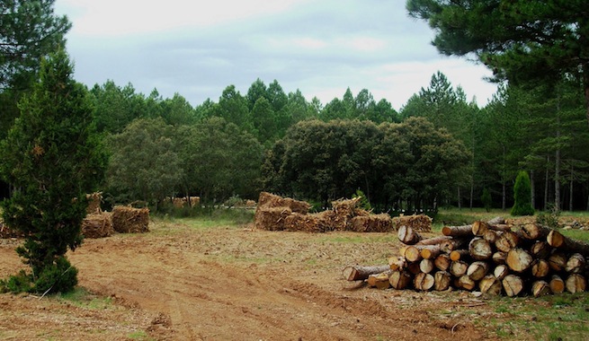(Español) Científicos y académicos se unen para defender la biomasa forestal española