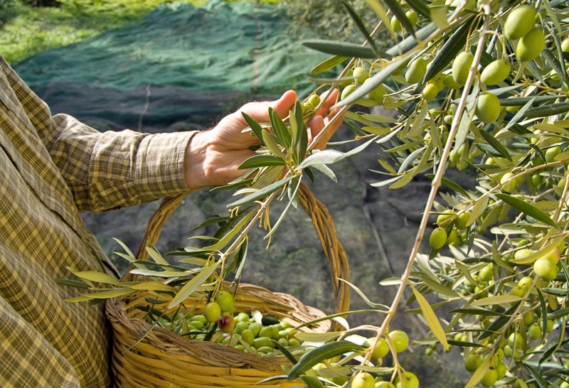 La producción de aceite llega a las 851.000 toneladas, la segunda peor campaña en una década